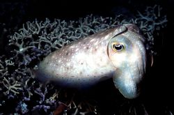 Cuttlefish; Albatross Pass, NIP, PNG.  Houised nikon F; 5... by Rick Tegeler 